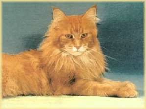 Född: 1993-05-03.

EC Cooncreole Tabasco, M, MCO d 22, US/DE. 